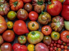Types of Tomatoes: 18 Best Love Apple Varieties you Must Know!