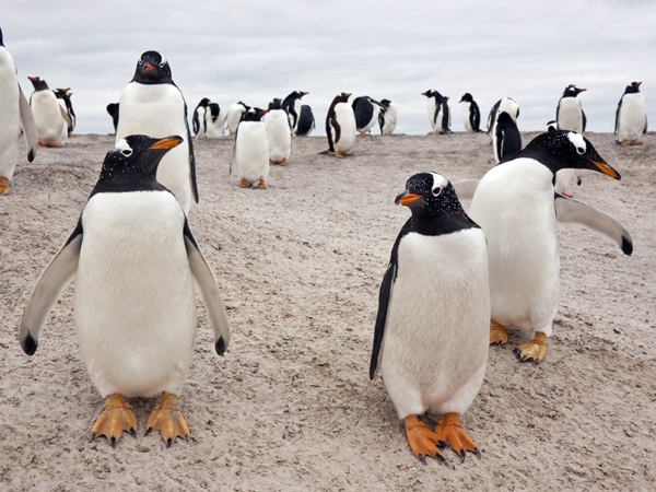 Falkland Island Gentoo Penguin