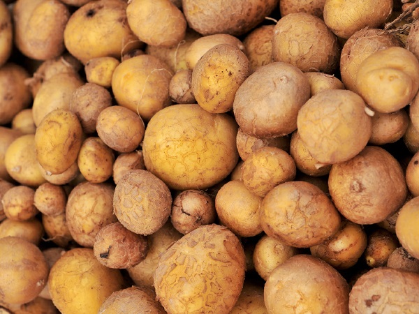 German Butterball Potatoes