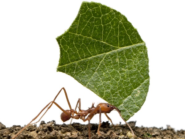 Leaf Cutter Ant Type