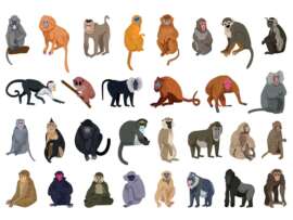 20 Types of Monkeys: Facts, Lifespan and Much More!