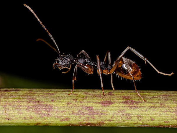 Odorous House Ant Species