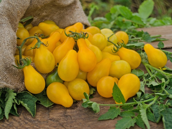 Pear Tomatoes