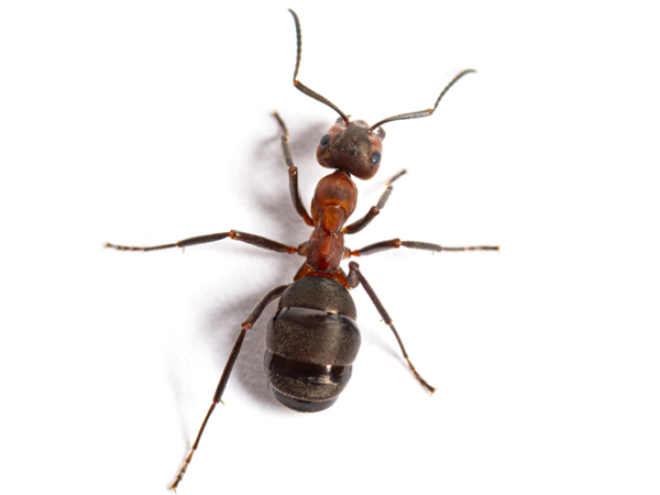 Redwood Ants