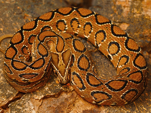 Russell’s Viper
