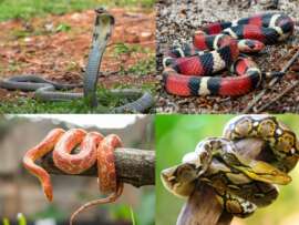 Types of Snakes: 20 Popular Serpent Species with Pics & Names