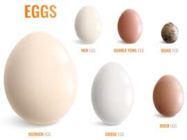 Types of Eggs: 12 Different Edible Egg Varieties In India