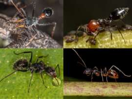 Types of Ants: Top 15 Cheentee Species Present Around the World!