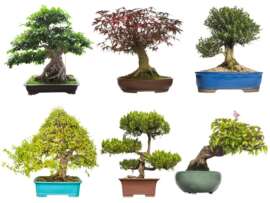 Types of Bonsai Trees: Top 20 Indoor and Outdoor Plants with Pics