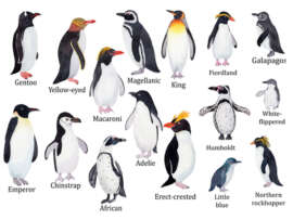 20 Most Popular Types of Penguins Names with Pictures