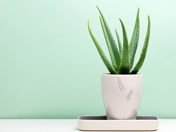 Aloe Vera Air Purifier For Your Home