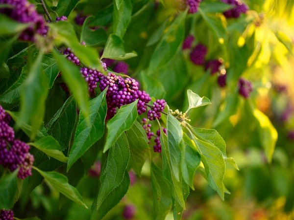 American Beautyberry Plant Plants For Mosquito Control