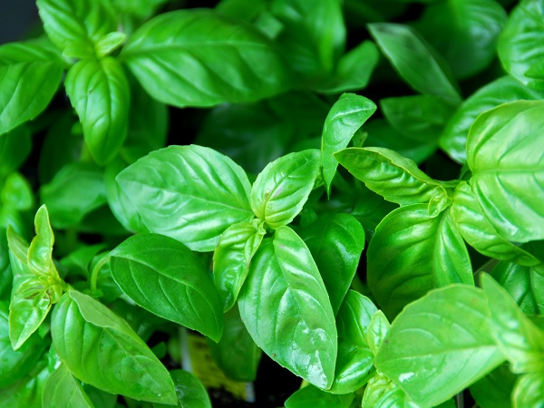Basil Plant To Get Rid Of Mosquitoes