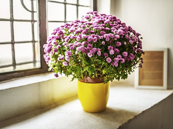 Chrysanthemums Air Purifying House Plants