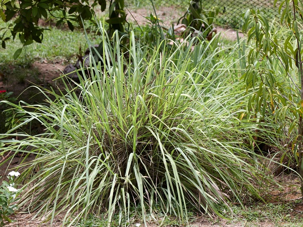 Citronella Grass Best Plant To Repel Mosquitoes