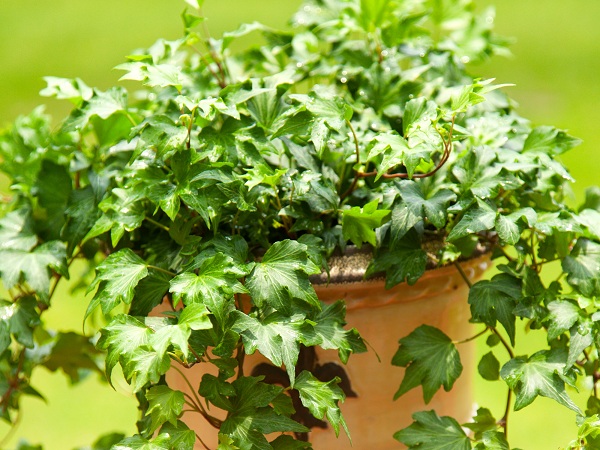 English Ivy Best Indoor Plant For Air Purification
