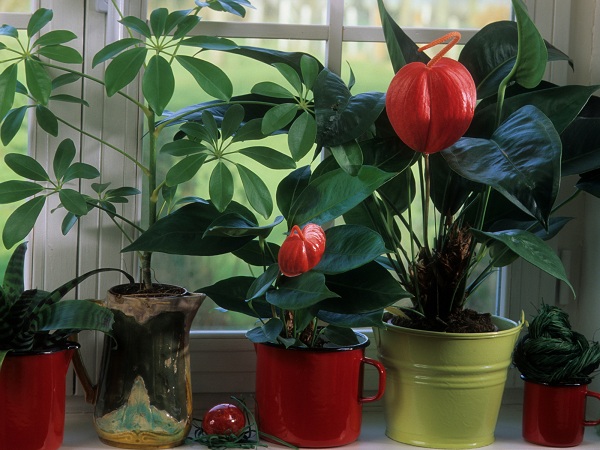 Flamingo Lily Best Plants For Air Purification