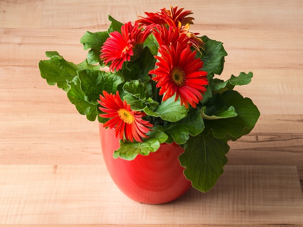 Gerbera Daisy Best Indoor Plant For Air Purification