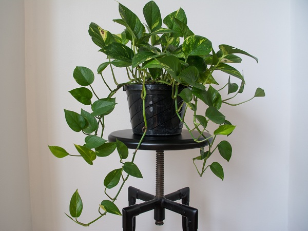 Golden Pothos Best Indoor Plants That Clean The Air And Remove Toxins