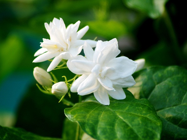 Jasmine Flower Plant For Home Garden
