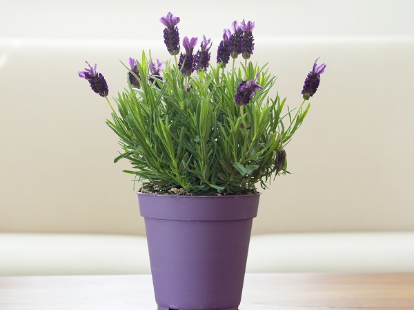 Lavender Plants That Keep Mosquitoes Away