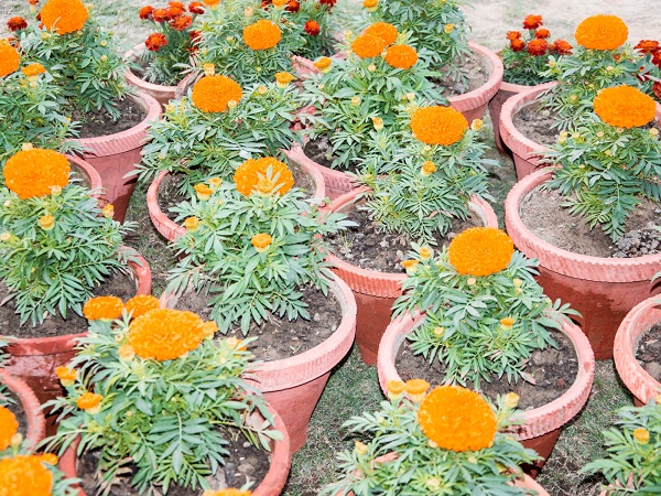 Marigold Backyard Plant That Repel Mosquitoes