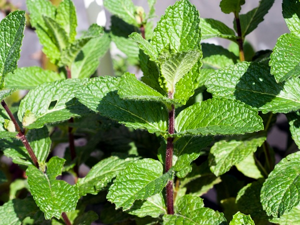 Mint Plant That Repel Flies And Mosquito
