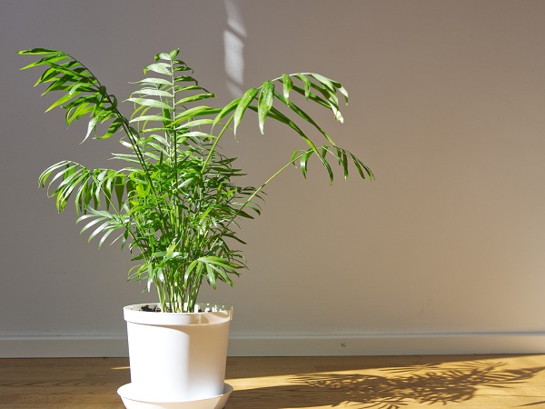 Parlor Palms Indoor Plants That Can Clean Air
