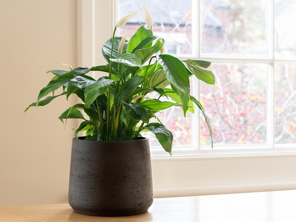Peace Lily Nasa Recommended Air Purifier Plant
