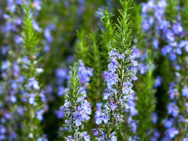 Rosemary Natural Mosquito Repellent Plants