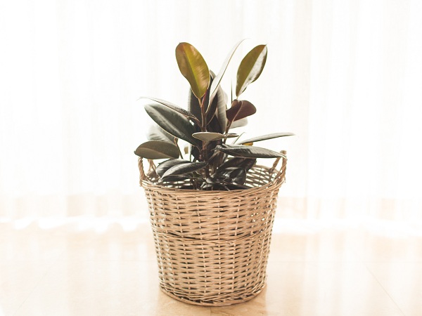 Rubber Plants Best Indoor Plants For Oxygen