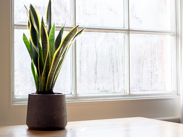 Snake Plant Good Indoor Plant For Air Quality