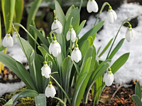 Snowdrops Give Your Garden A Better Look