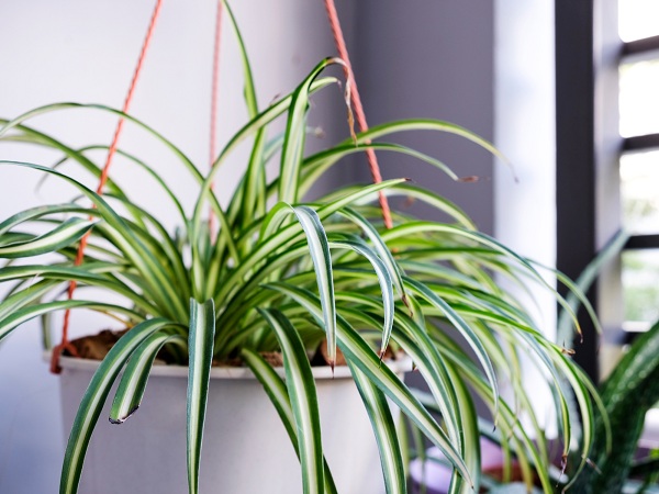 Spider Plant Plant That Clean The Air