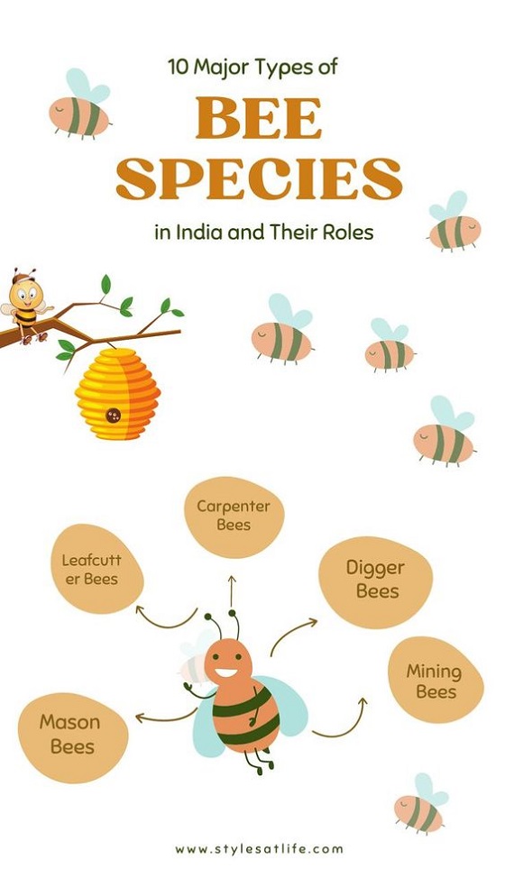 Types Of Bee Species In India With Pictures