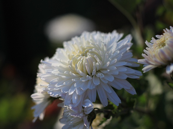 White Chrysanthemums To Decorate Our Gardens