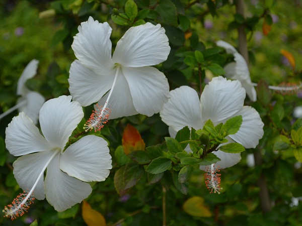 White Hibiscus Flowering Plant Is Perfect For Outdoor Garden
