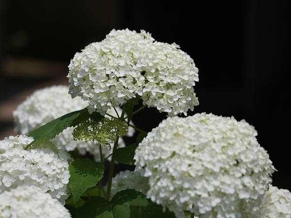 White Hydrangea Flowering Plant For Garden