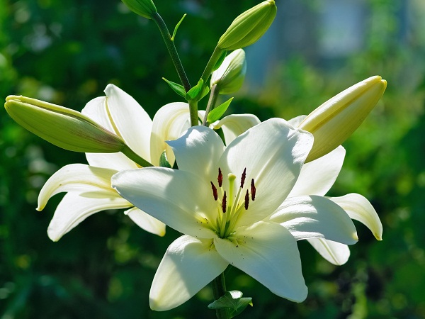 White Lily Flower Beautiful Garden Plant
