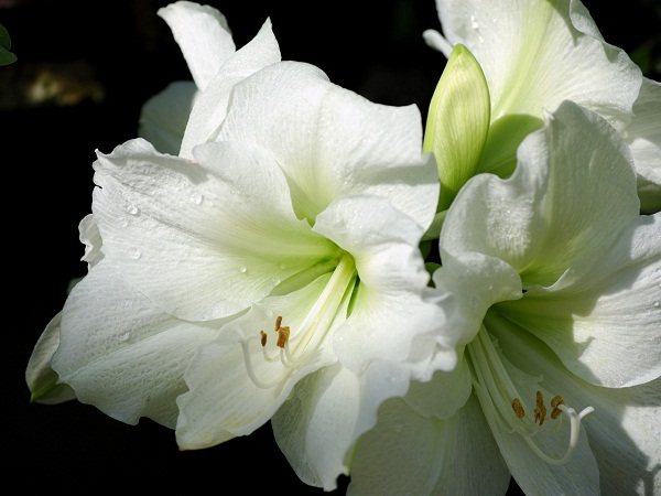 White Amaryllis Bloom In Your Garden