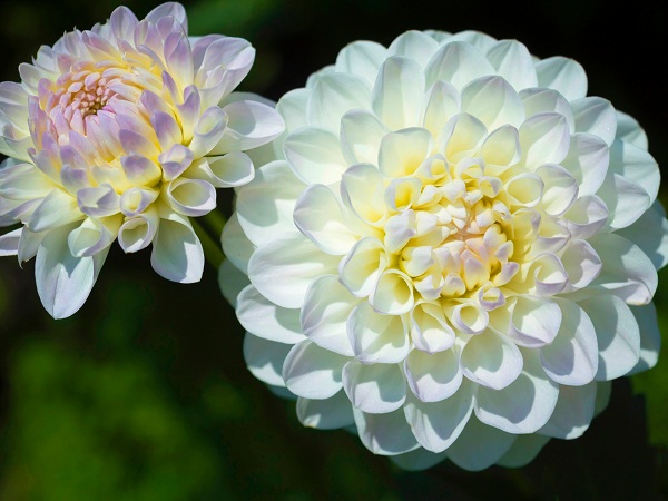 White Dahlia Flowers To Color For The Garden