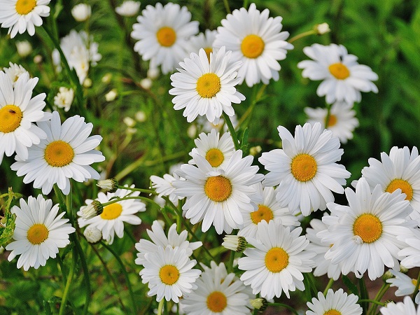 White Daisy Is The Best Choice For Gardens