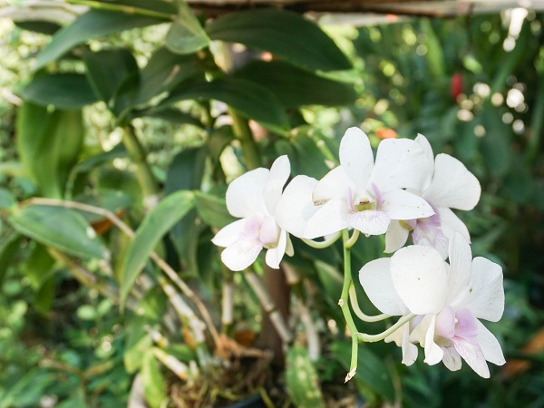 White Orchids Flowering Plant For Garden