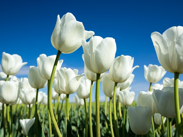 White Tulip Flowers Boost Your Garden Beauty