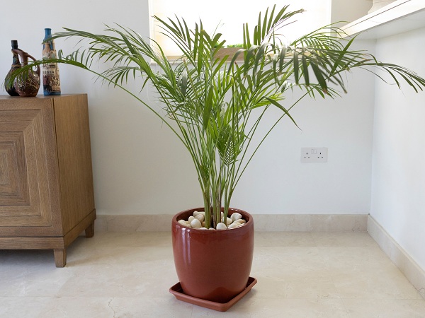 Bamboo Plant Best Indoor Plant For Air Purification