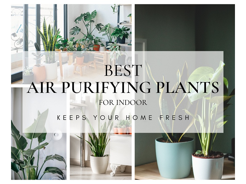 Best Air Purifying Indoor Plants