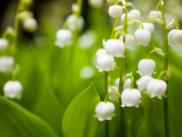 Growing Lily Of The Valley Is Easy In Your Garden