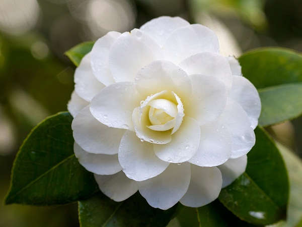 White Flowering Camellia At Garden