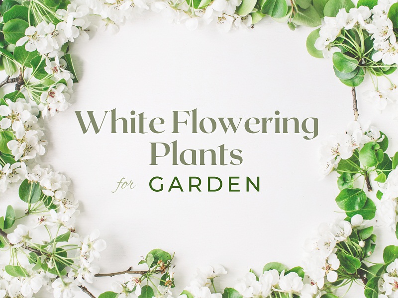 White Flowering Plants For Your Home Garden