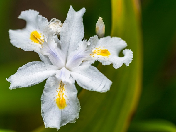 White Iris Flower Plants For Garden In India